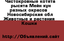 Чистокровные котята  рысята Мейн кун разных окрасов  - Новосибирская обл. Животные и растения » Кошки   